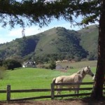 horseranch