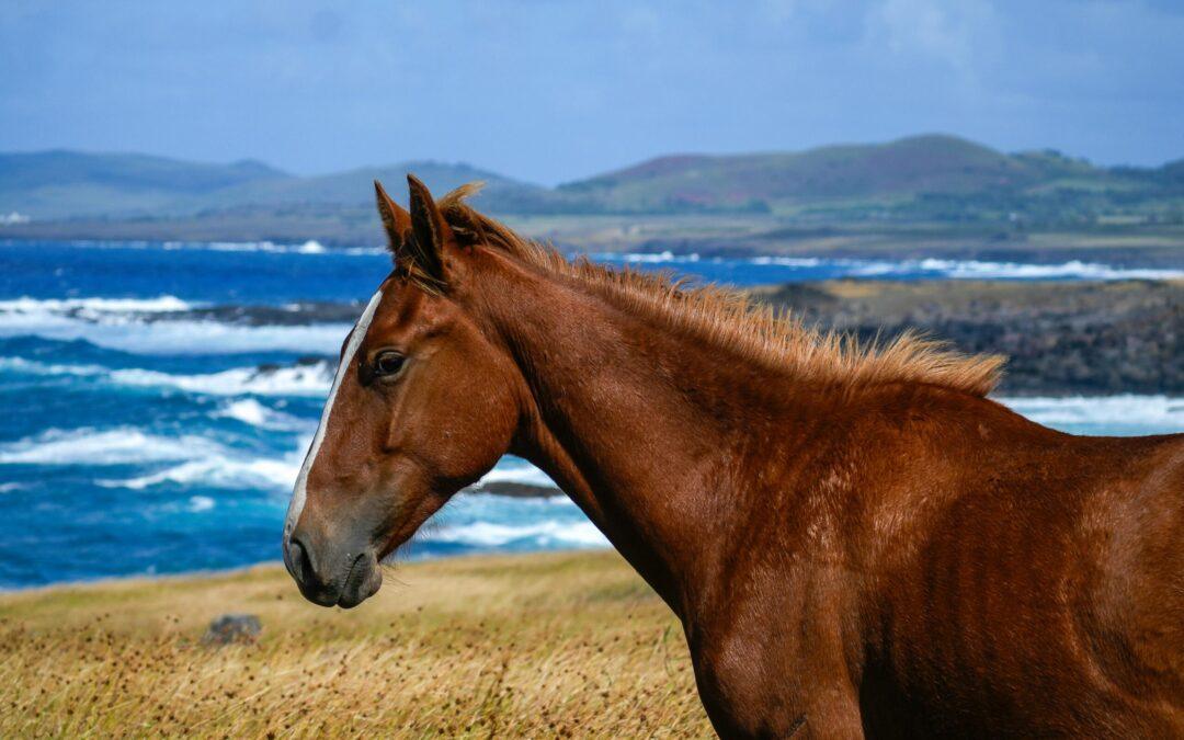 Spring in North Texas: The Ideal Time to Buy a Horse Ranch