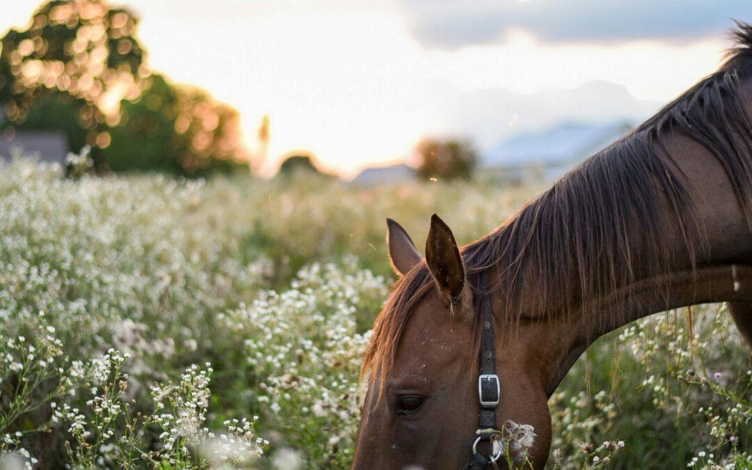 History of Horse Ranches in Texas