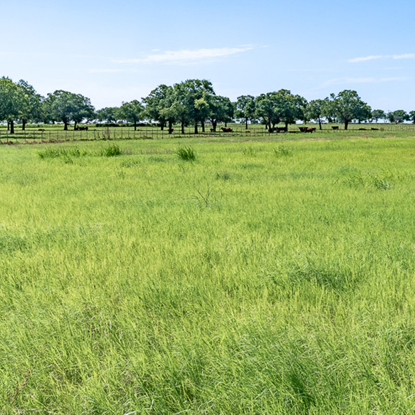 North Texas Real Estate