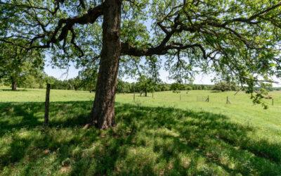 Large Ranches for Sale in Texas
