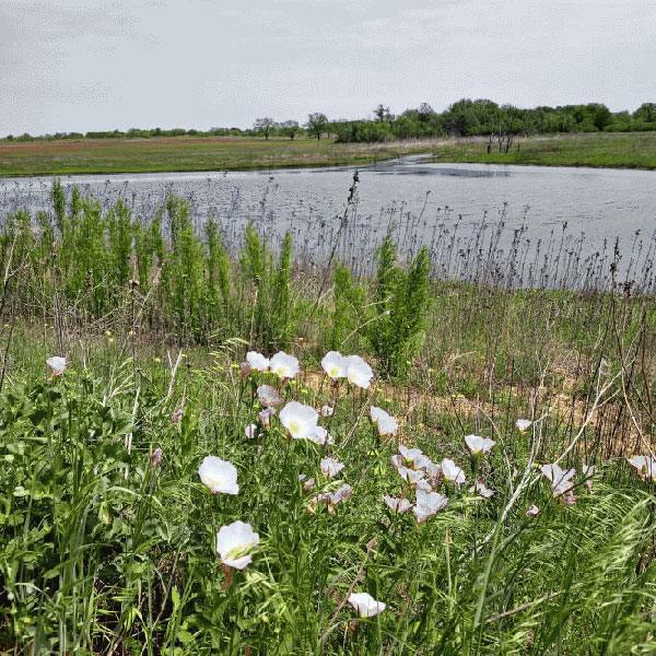 North Texas Real Estate