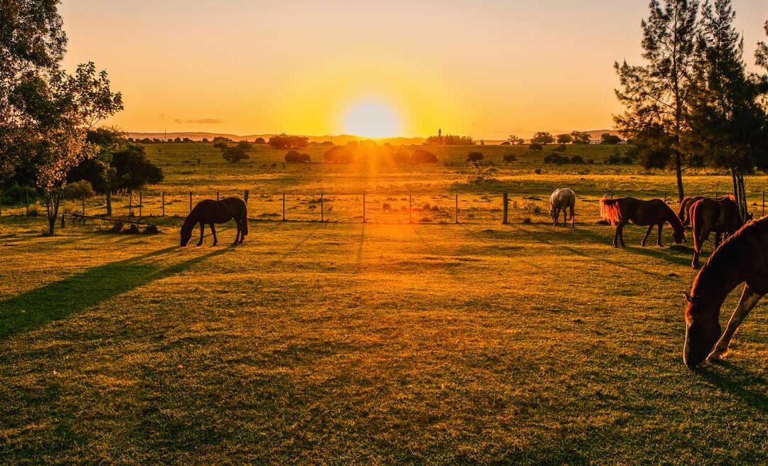 Texas Luxury Real Estate Brokers